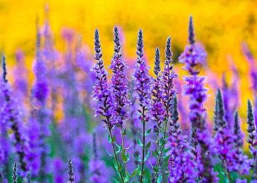 《幸福弹丸论破S》今日Steam发售 售价70元支持中文