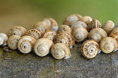 《双影奇境》媒体赞誉图公布 中国多家媒体在列